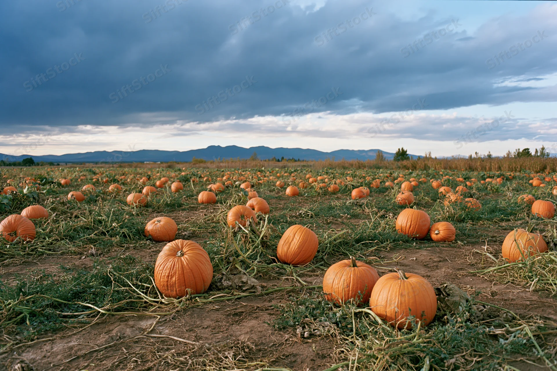 Pumpkins growing in a wide open field under cloudy sky with distant mountains