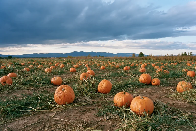 Pumpkins growing in a wide open field under cloudy sky with distant mountains
