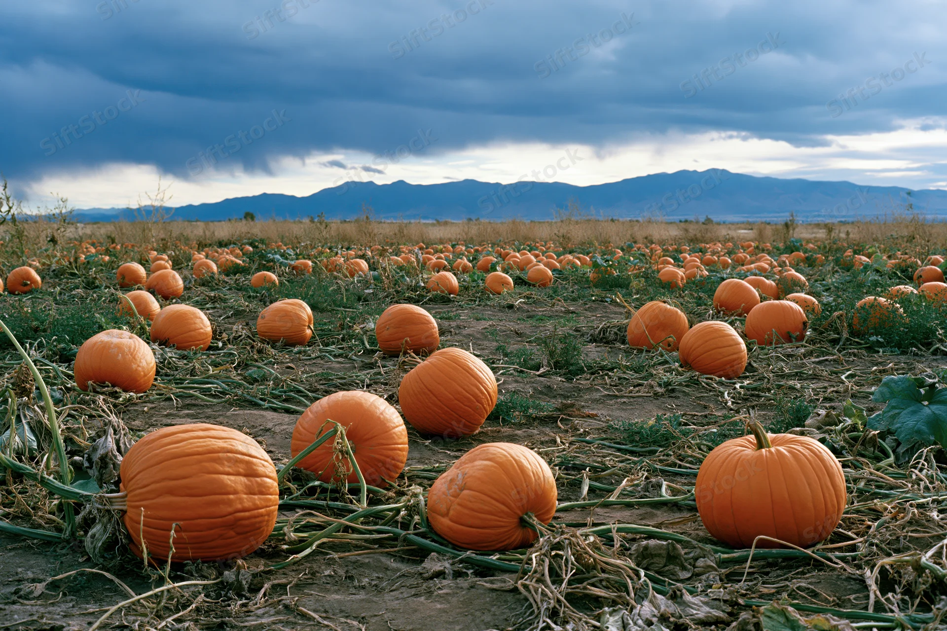 Pumpkin patch stretching across open field with distant mountains under cloudy sky