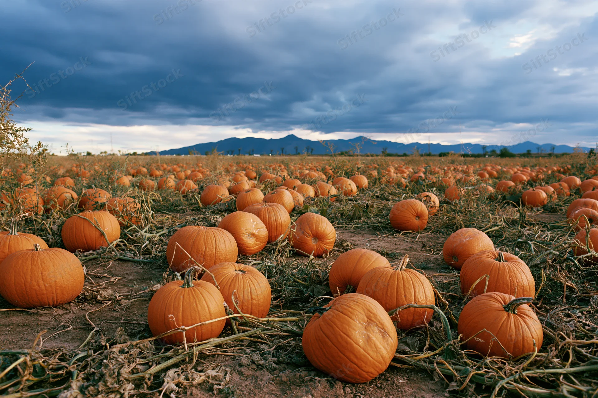 Pumpkin patch stretching across a field under cloudy sky with distant mountains