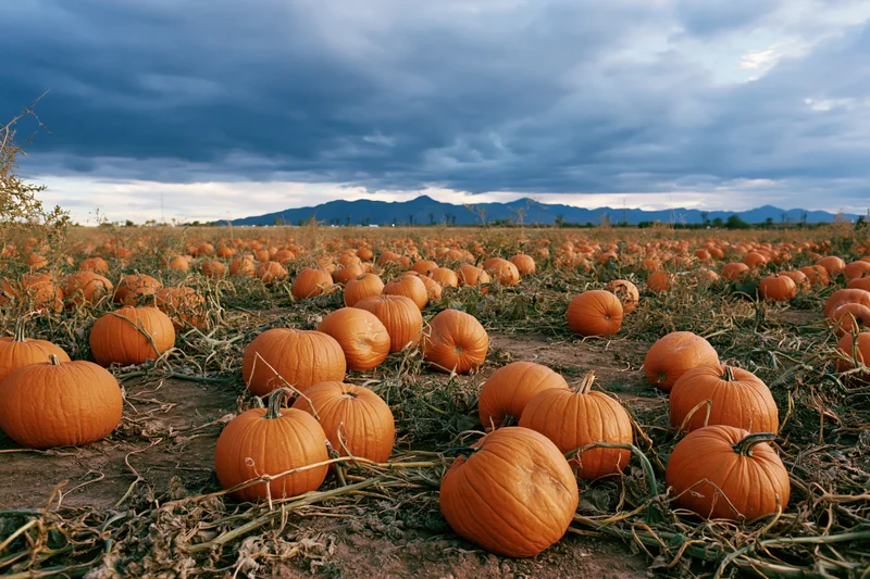 Pumpkin patch stretching across a field under cloudy sky with distant mountains