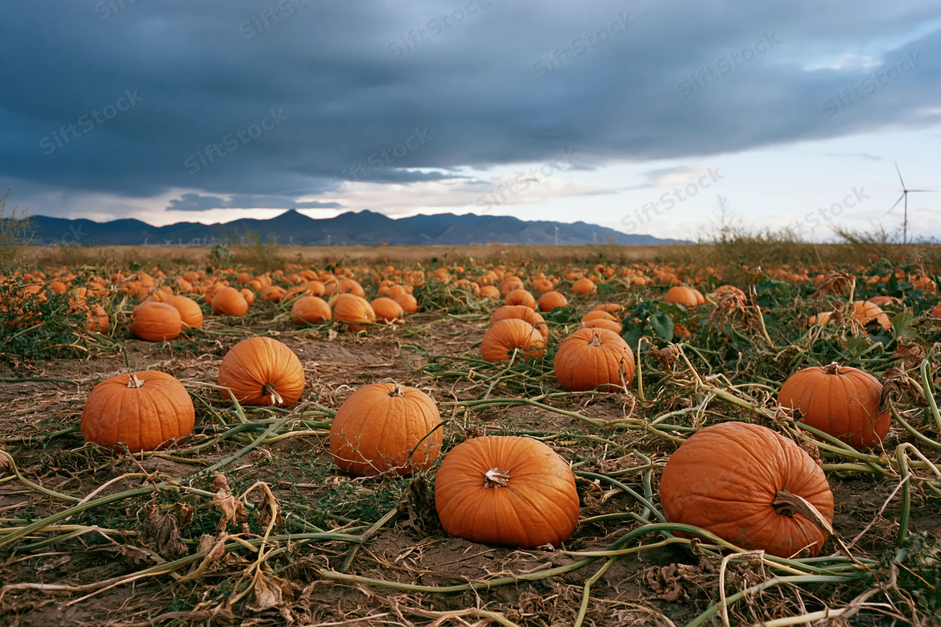 Pumpkins growing in a wide open field under cloudy sky with distant mountains