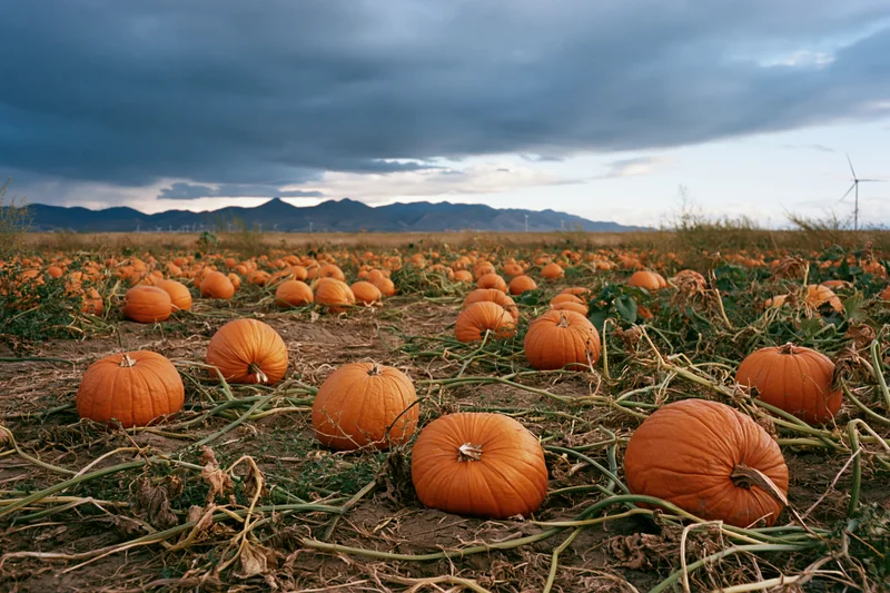 Pumpkins growing in a wide open field under cloudy sky with distant mountains