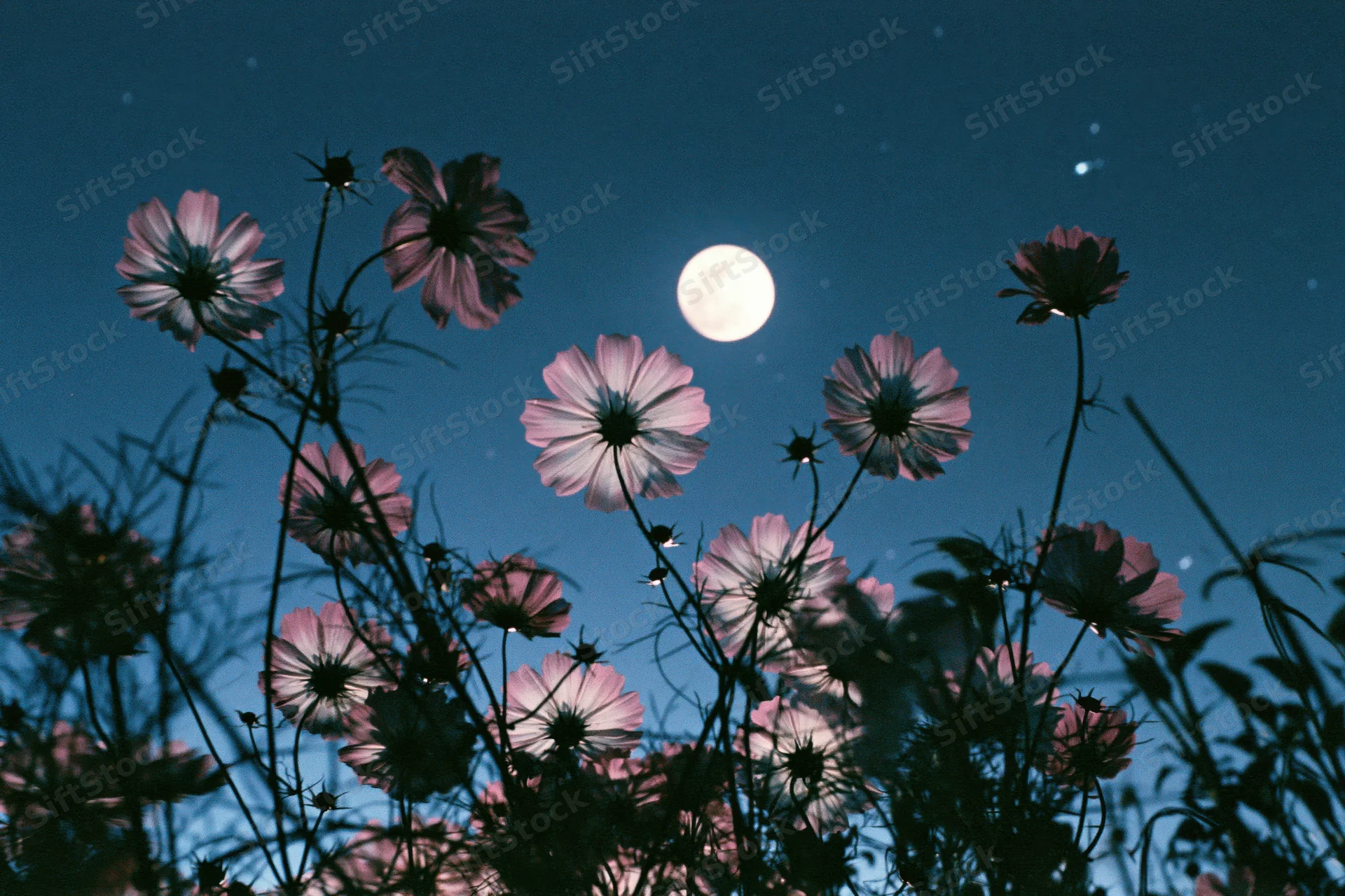 Cosmos flowers in full bloom against a moonlit night sky from low angle