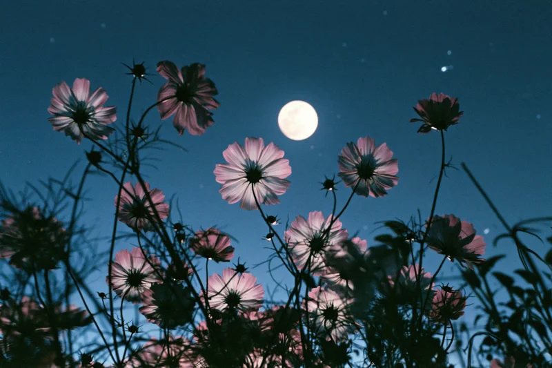 Cosmos flowers in full bloom against a moonlit night sky from low angle