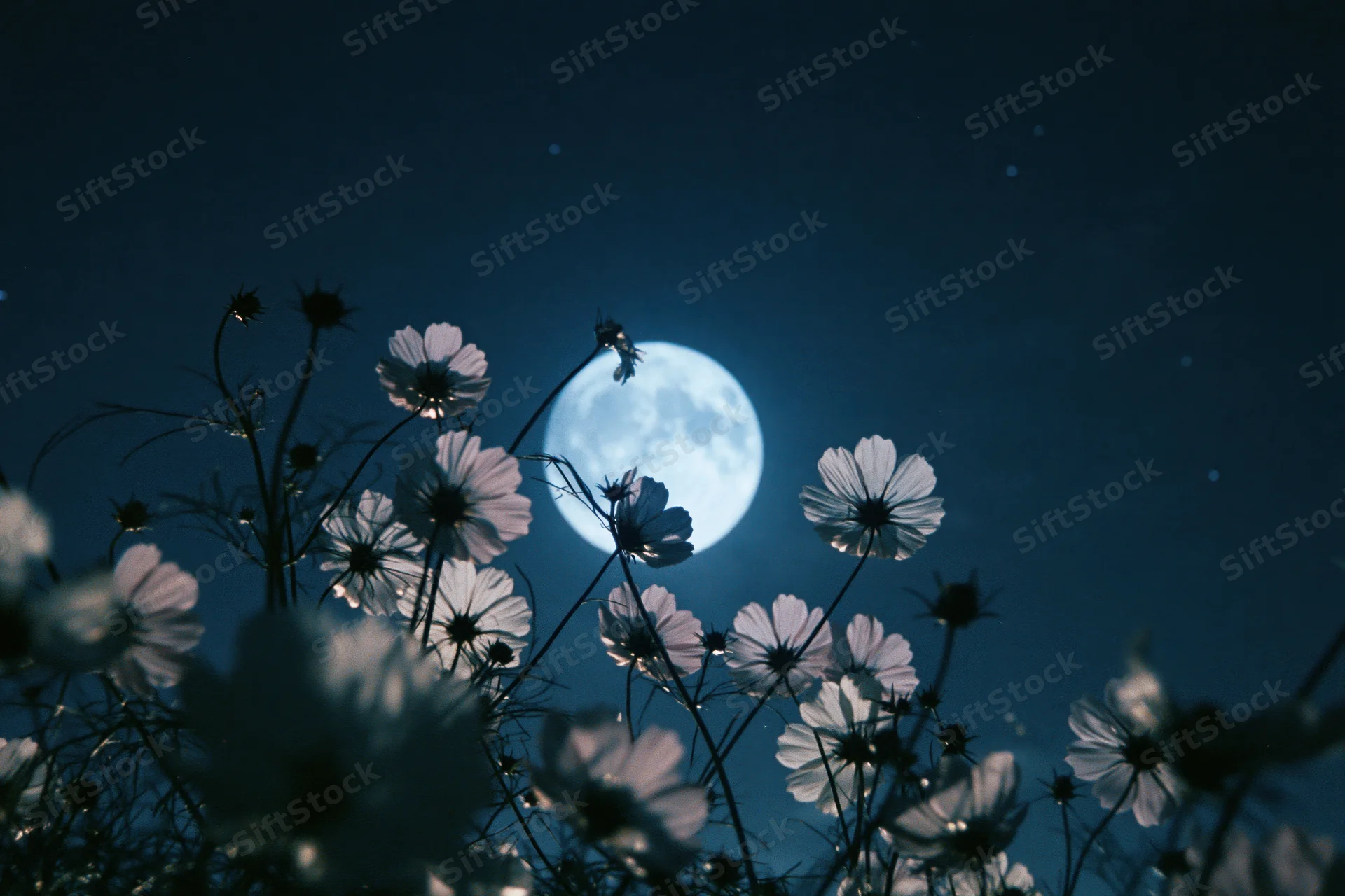 Cosmos flowers in full bloom silhouetted against a full moon at night