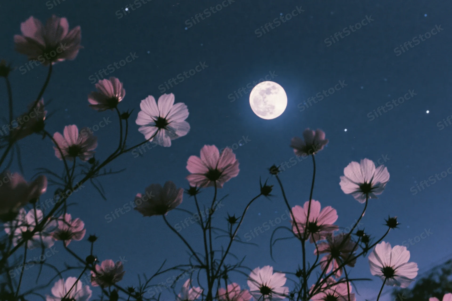 Cosmos flowers in full bloom viewed from low angle against night sky with full moon and stars