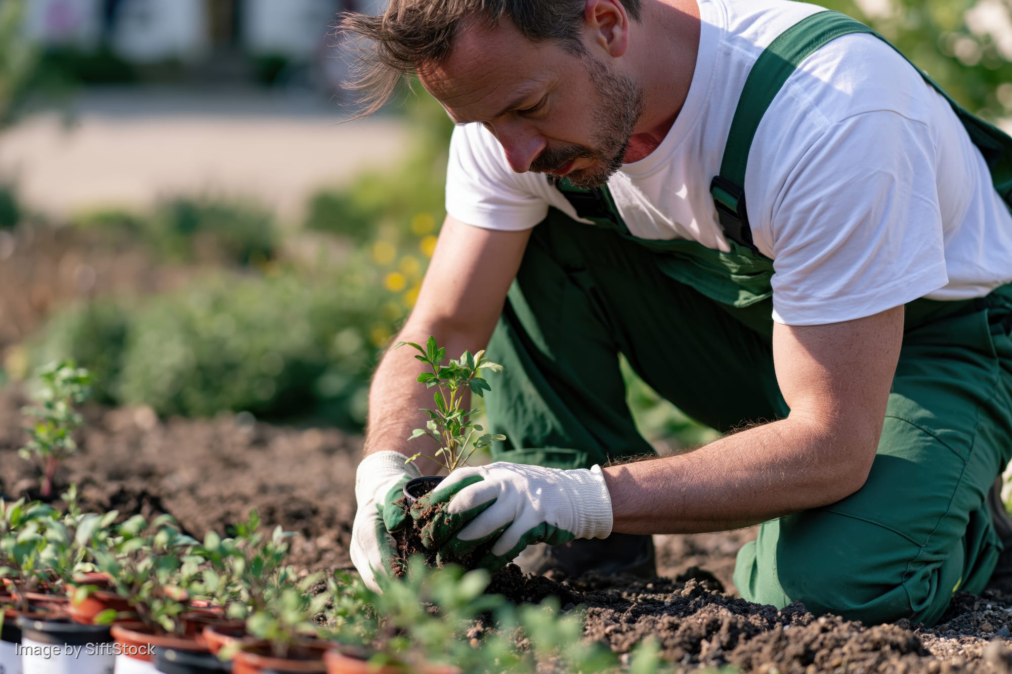 Man kneeling in garden planting seedlings in soil wearing green overalls and white gloves