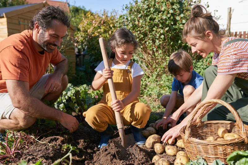 Family harvesting potatoes in a garden with children digging and a basket of produce