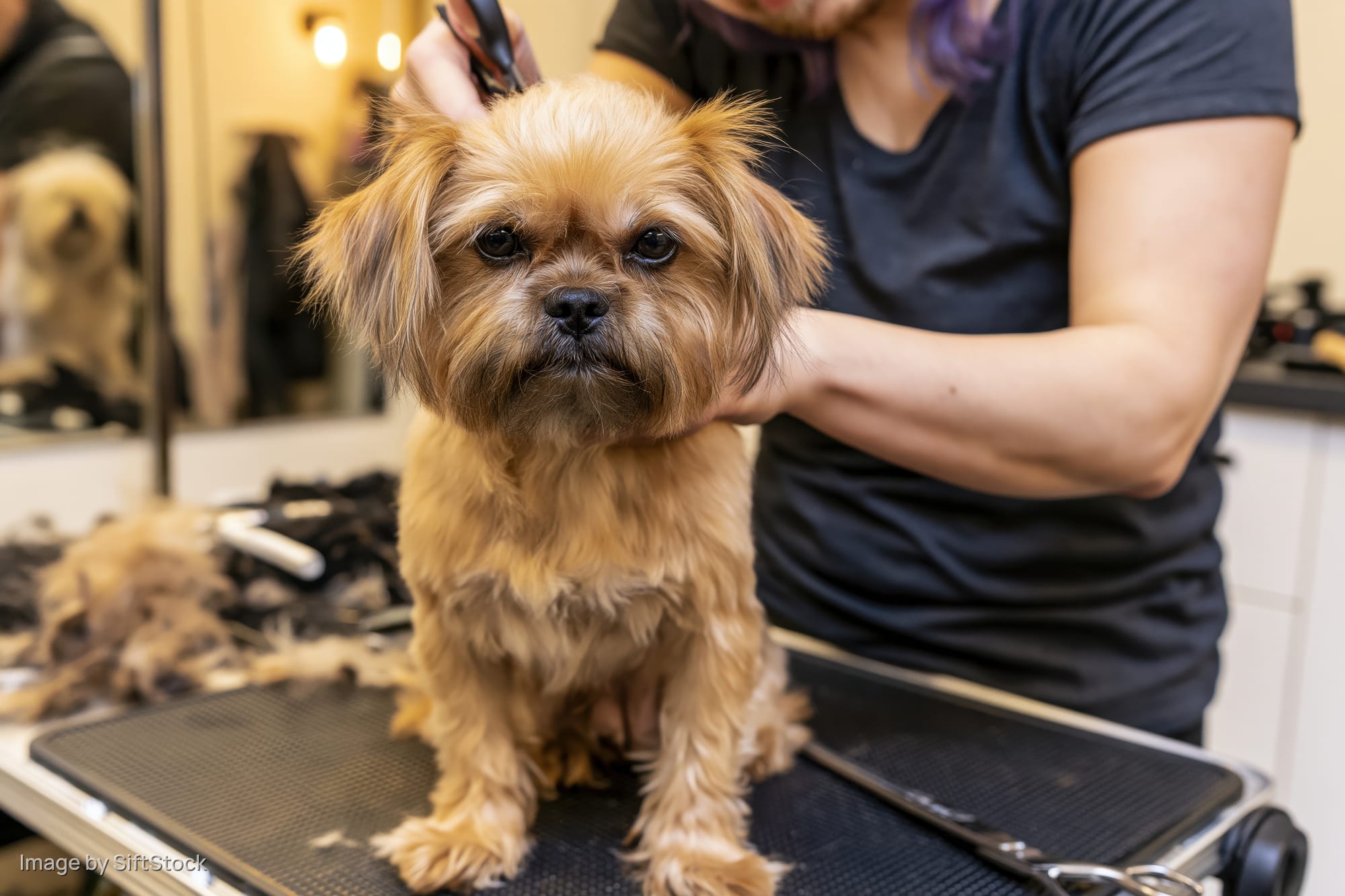 Small brown fluffy dog sitting upright on grooming table while being trimmed by groomer