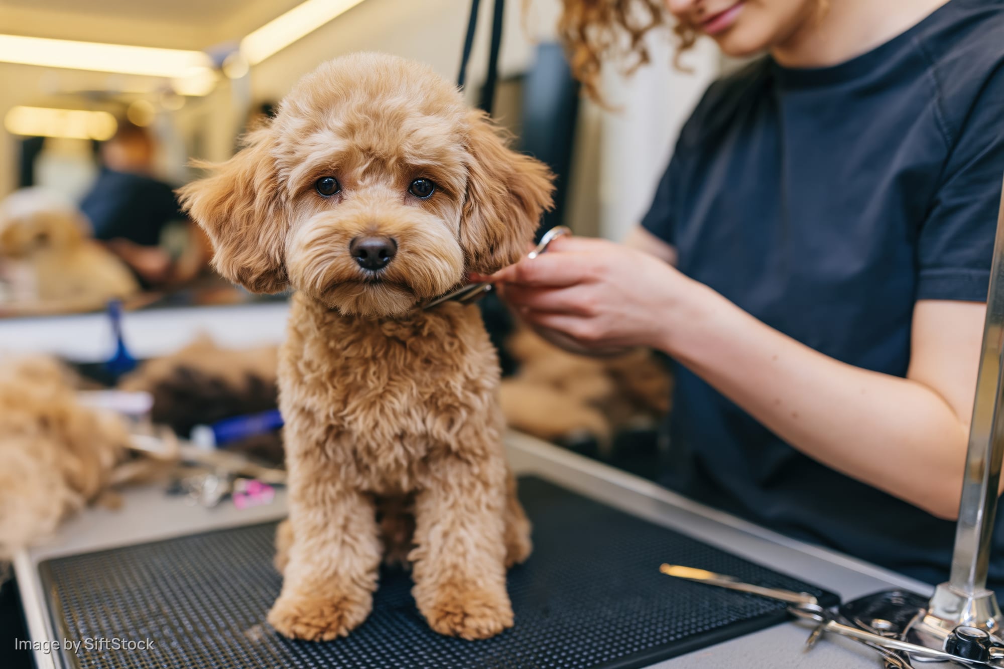 Small brown fluffy dog sitting upright on grooming table while groomer trims its fur