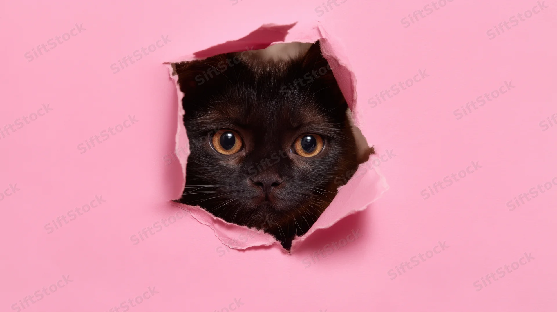 Black cat peeking through torn pink paper hole in studio setting