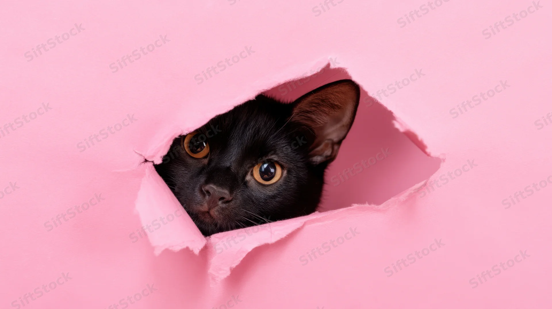Black cat peeking through torn pink paper hole