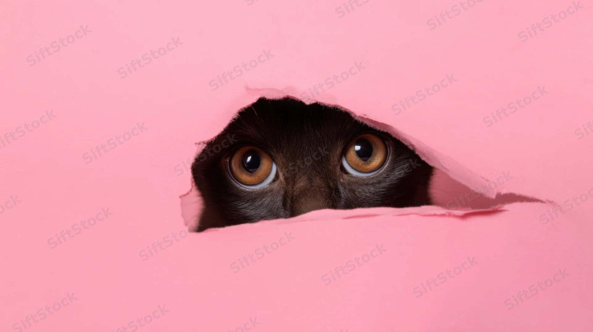 Black cat peeking through torn pink paper with wide eyes in studio setting