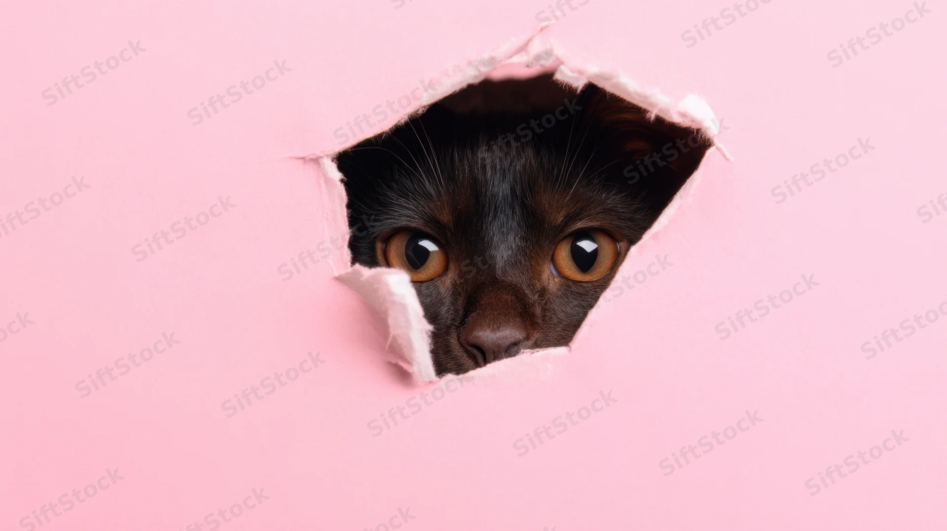 Black cat peeking through torn hole in pink paper background