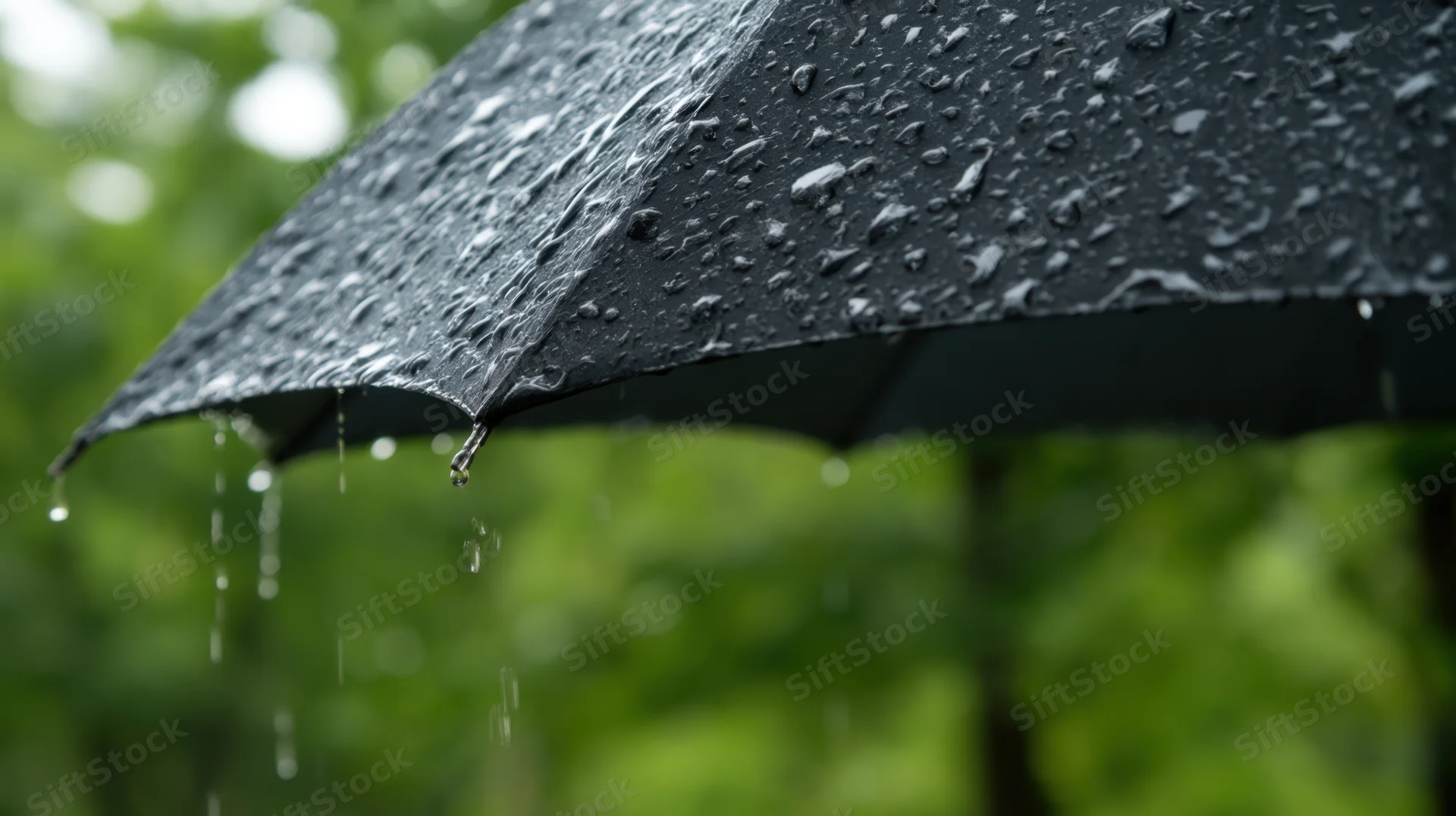 Close-up of a black umbrella with raindrops dripping from its edge against a blurred green foliage background