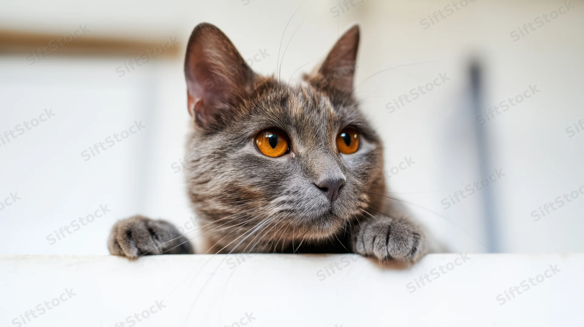 Grey cat peeking over white surface with orange eyes and paws resting on edge indoors