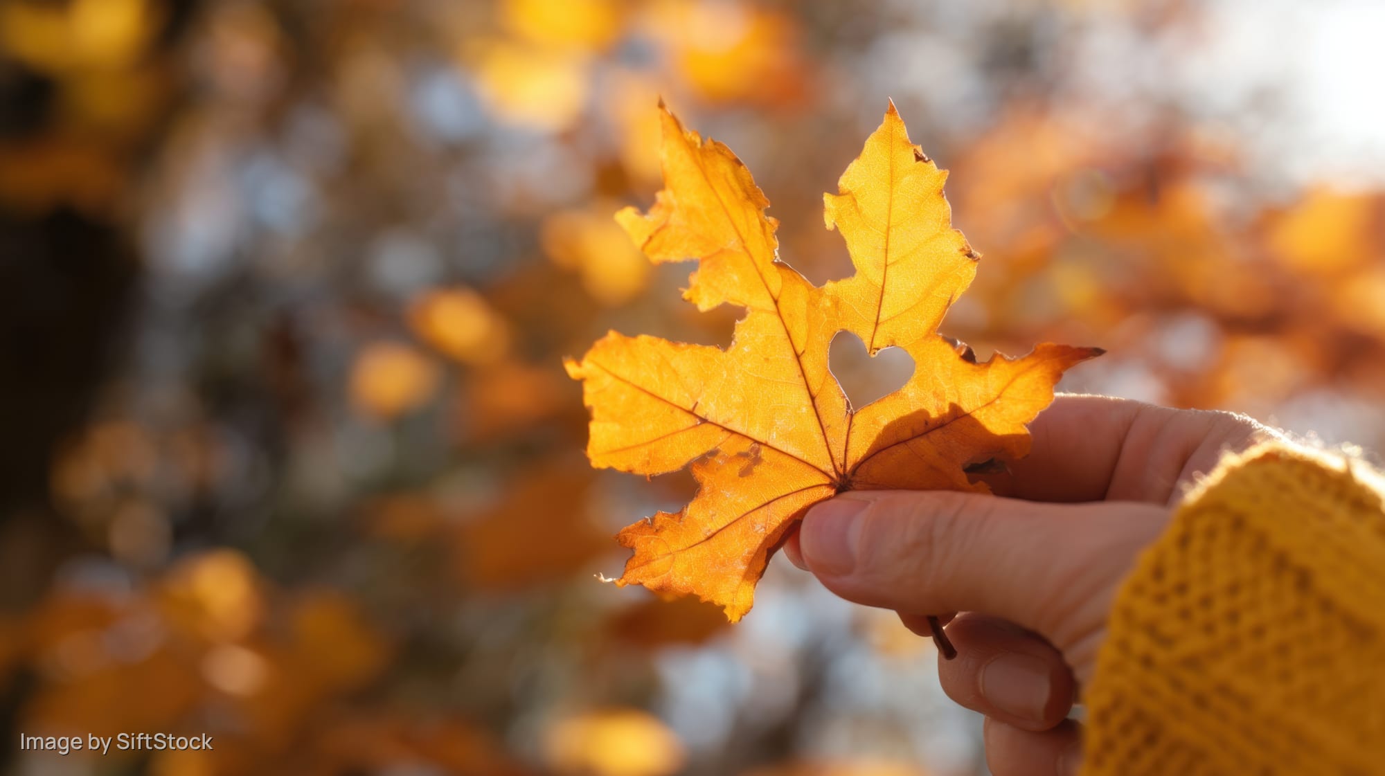 Hand holding a golden maple leaf with a heart-shaped hole against a blurred autumn background
