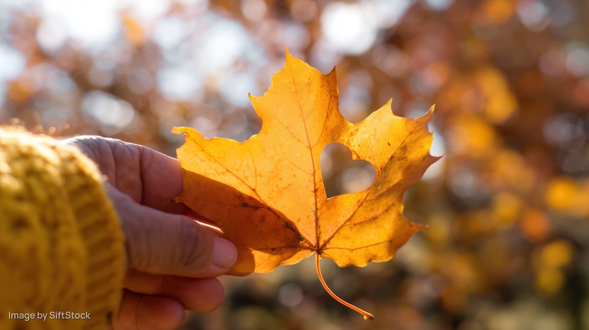 Hand holding a maple leaf with a heart-shaped hole against autumn foliage background