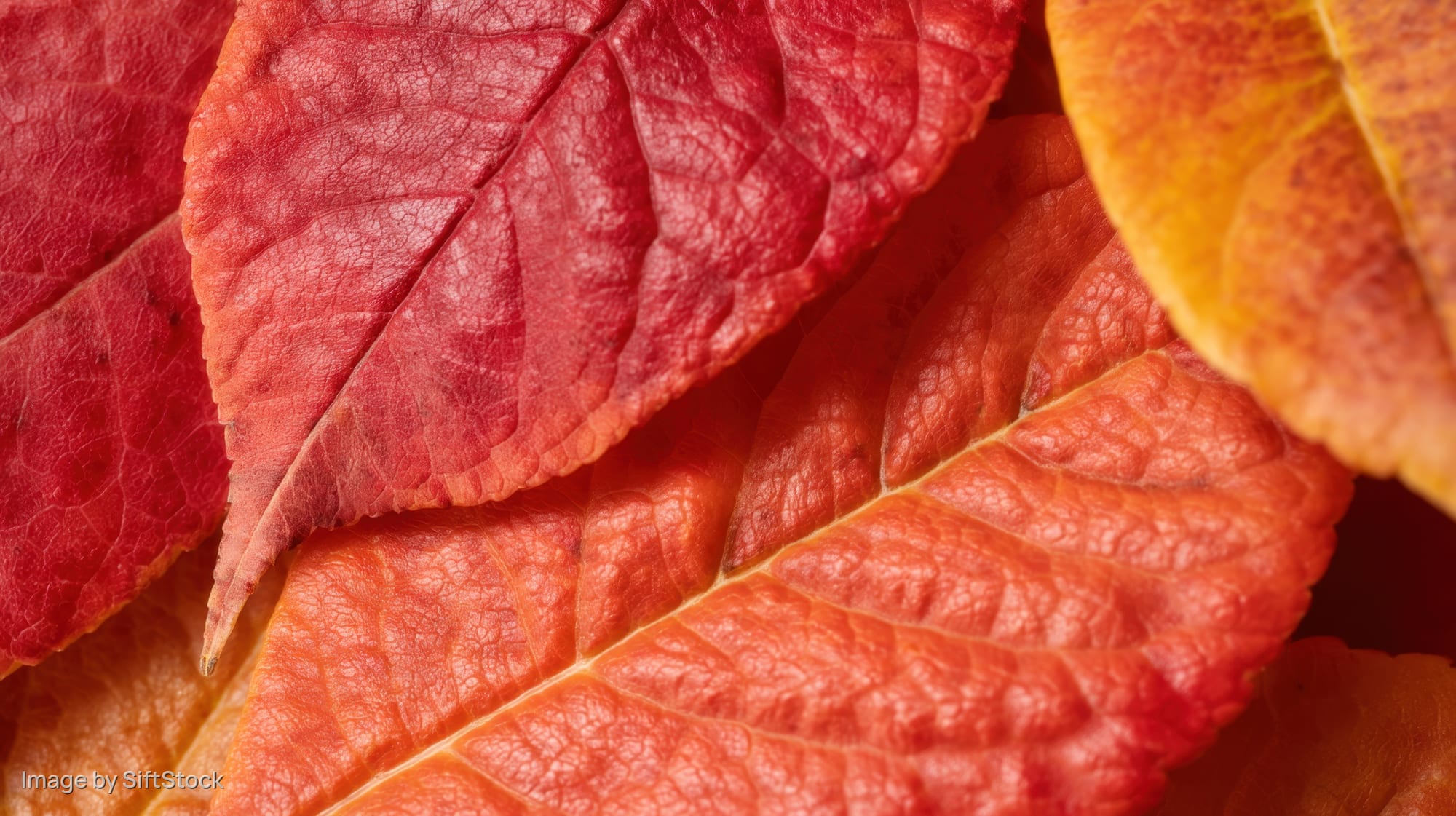 Close-up of red and orange autumn leaves overlapping in a natural pile