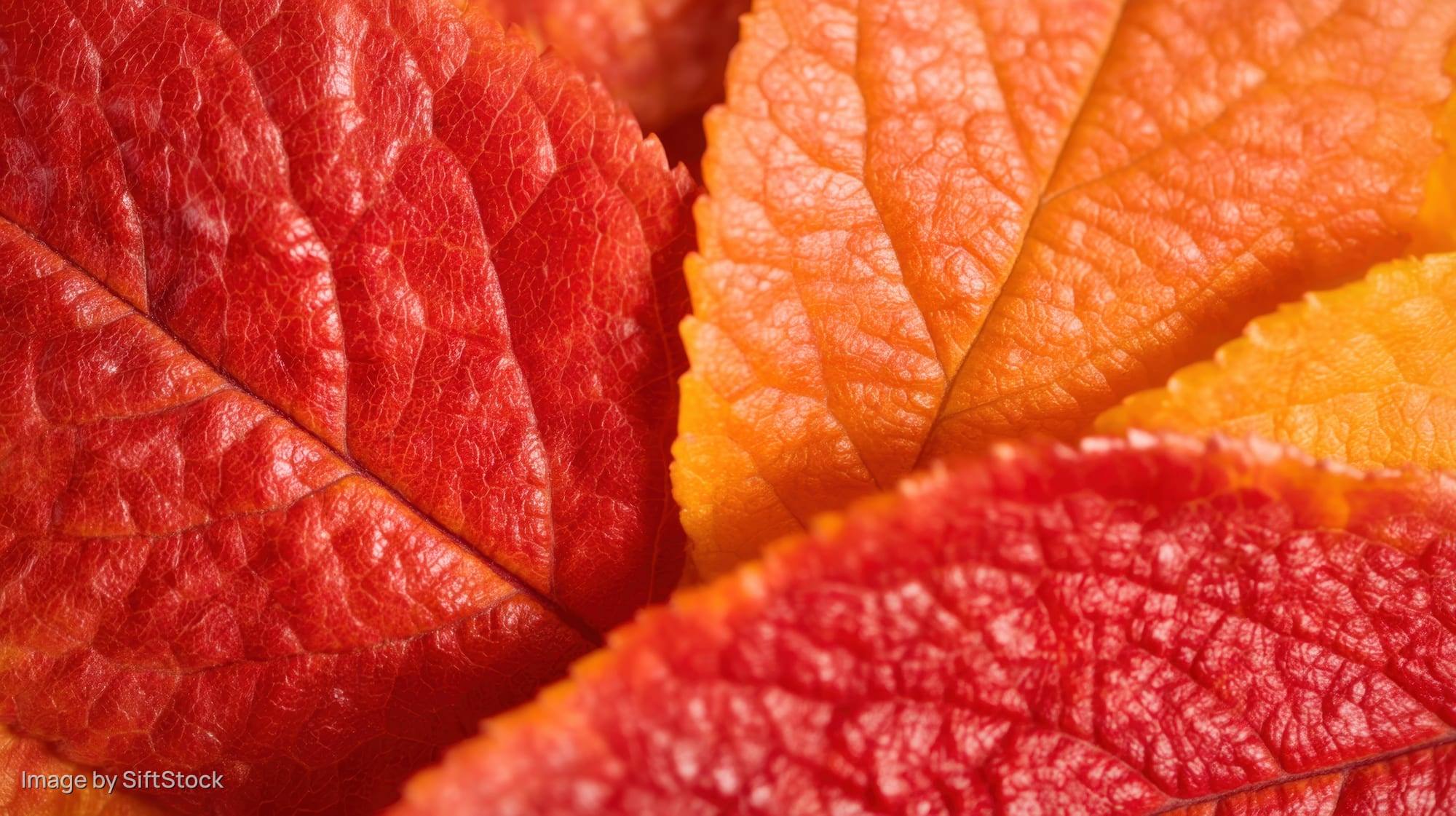 Close-up of red, orange and yellow autumn leaves showing detailed veins and textures