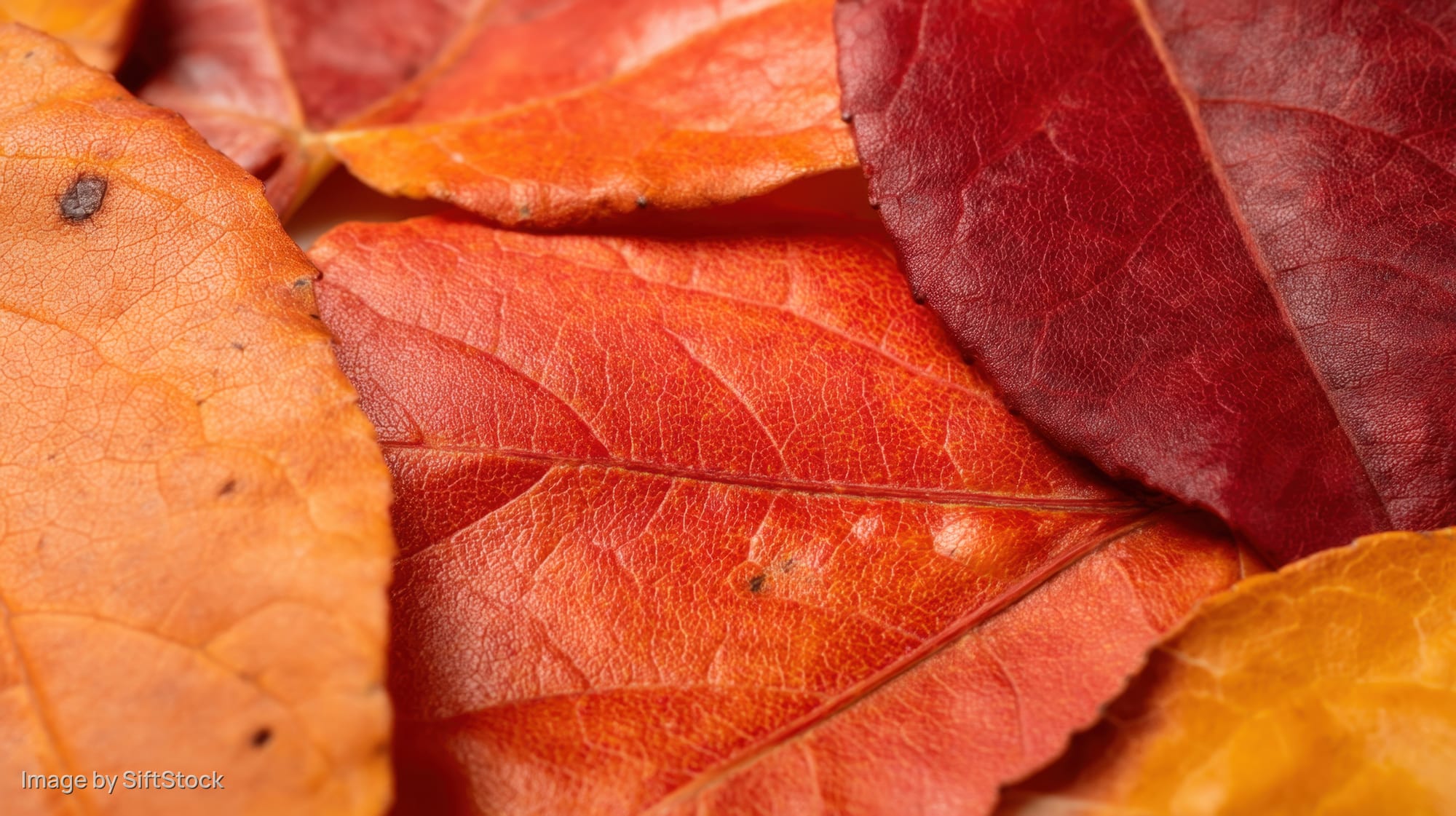 Close-up of overlapping autumn leaves in red, orange and yellow hues