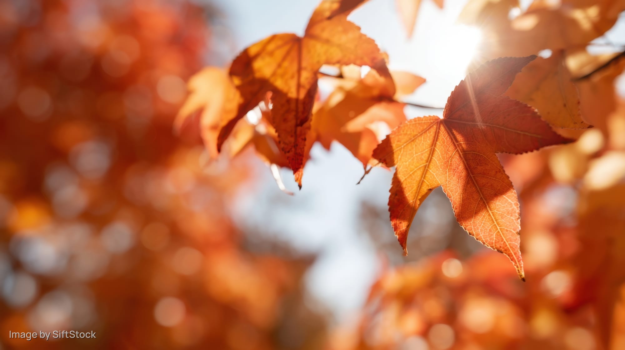 Close-up of orange maple leaves backlit by sunlight against a blurred autumn background