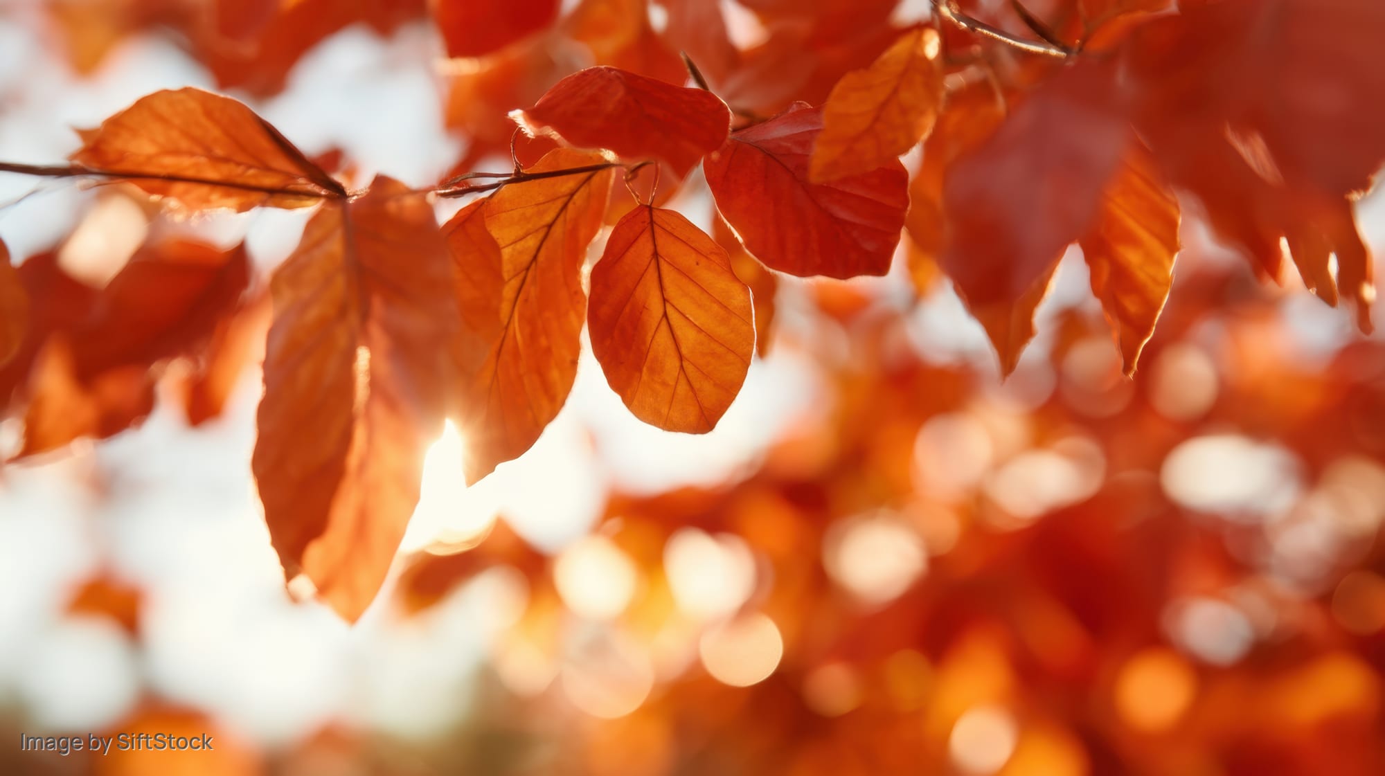 Close-up of autumn leaves backlit by sunlight in a forest setting
