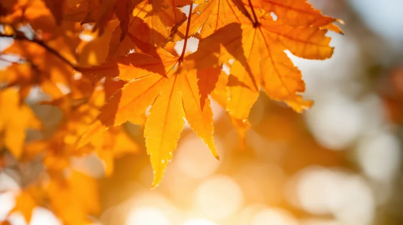 Close-up of orange maple leaves in autumn sunlight with blurred background