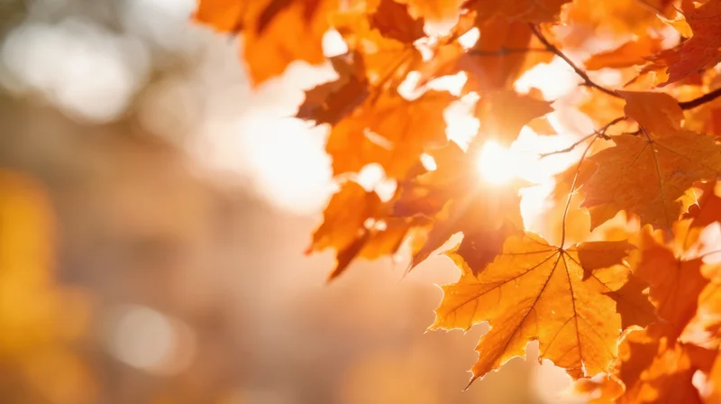 Autumn maple leaves backlit by sunlight in a forest setting
