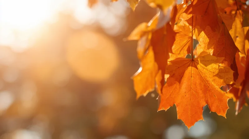 Close-up of orange maple leaves backlit by sunlight in autumn forest