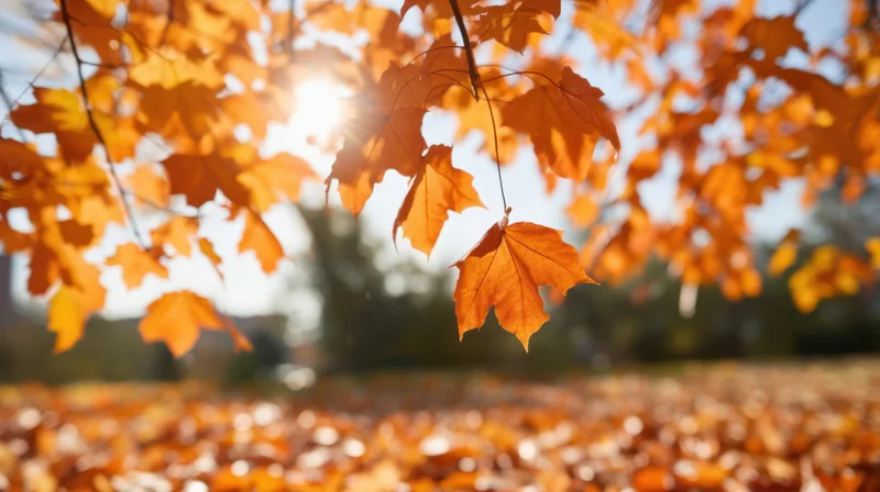 Orange maple leaves hanging from branches with sunlight shining through, set over a blurred autumn ground covered in fallen leaves