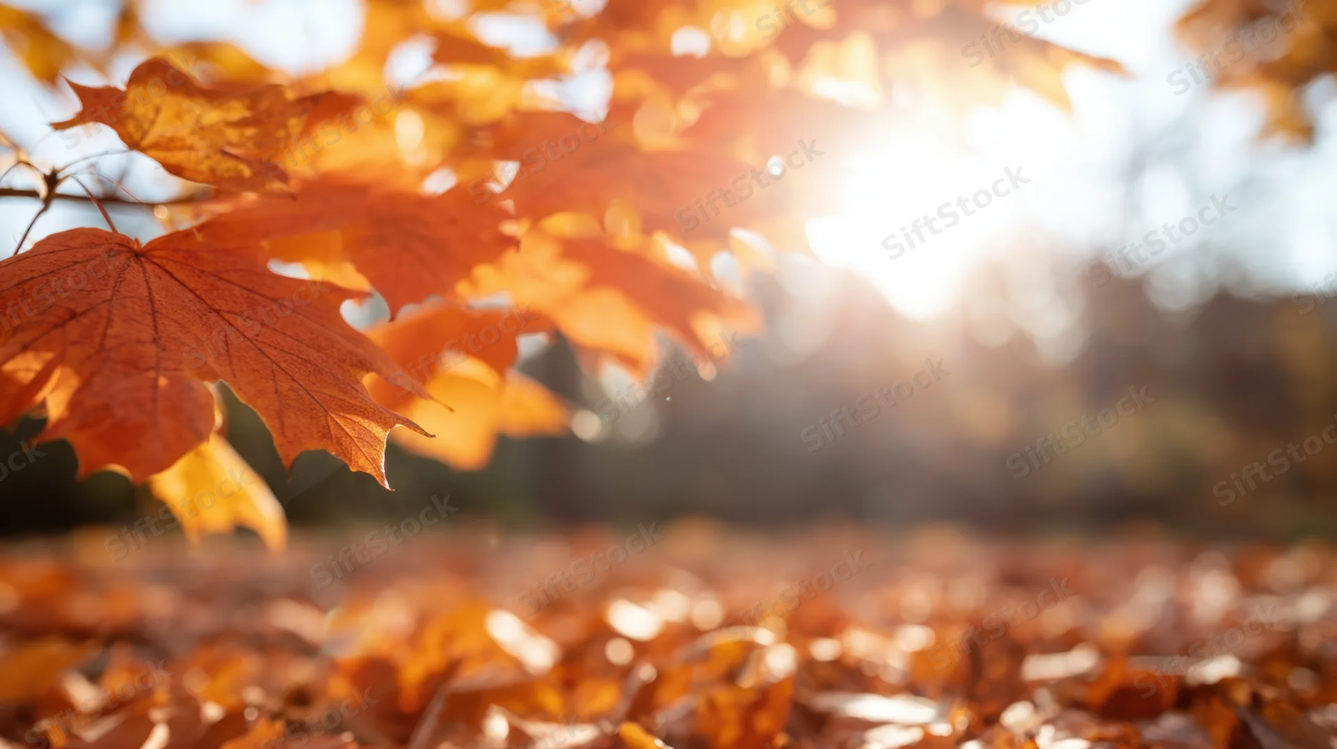 Close-up of orange maple leaves backlit by sunlight in an autumn forest with fallen foliage on the ground