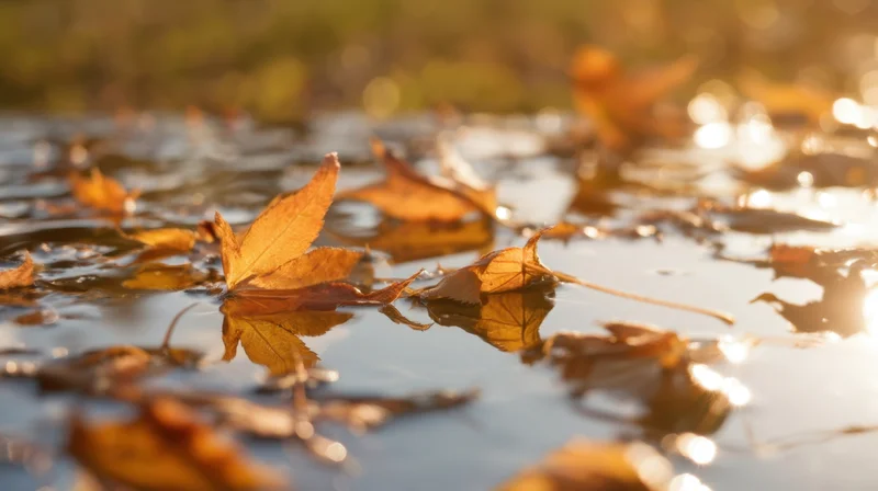 Orange maple leaves floating on water with sunlight reflections in autumn