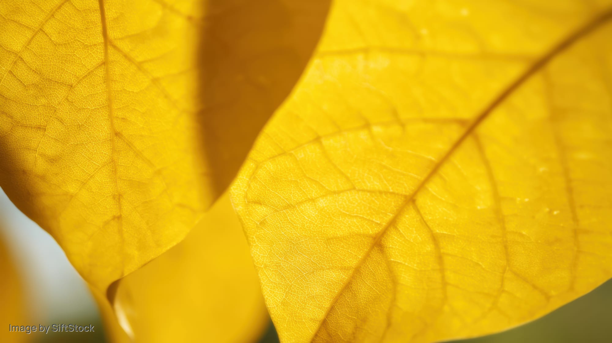 Closeup of overlapping yellow leaves showing detailed veins and texture in natural light