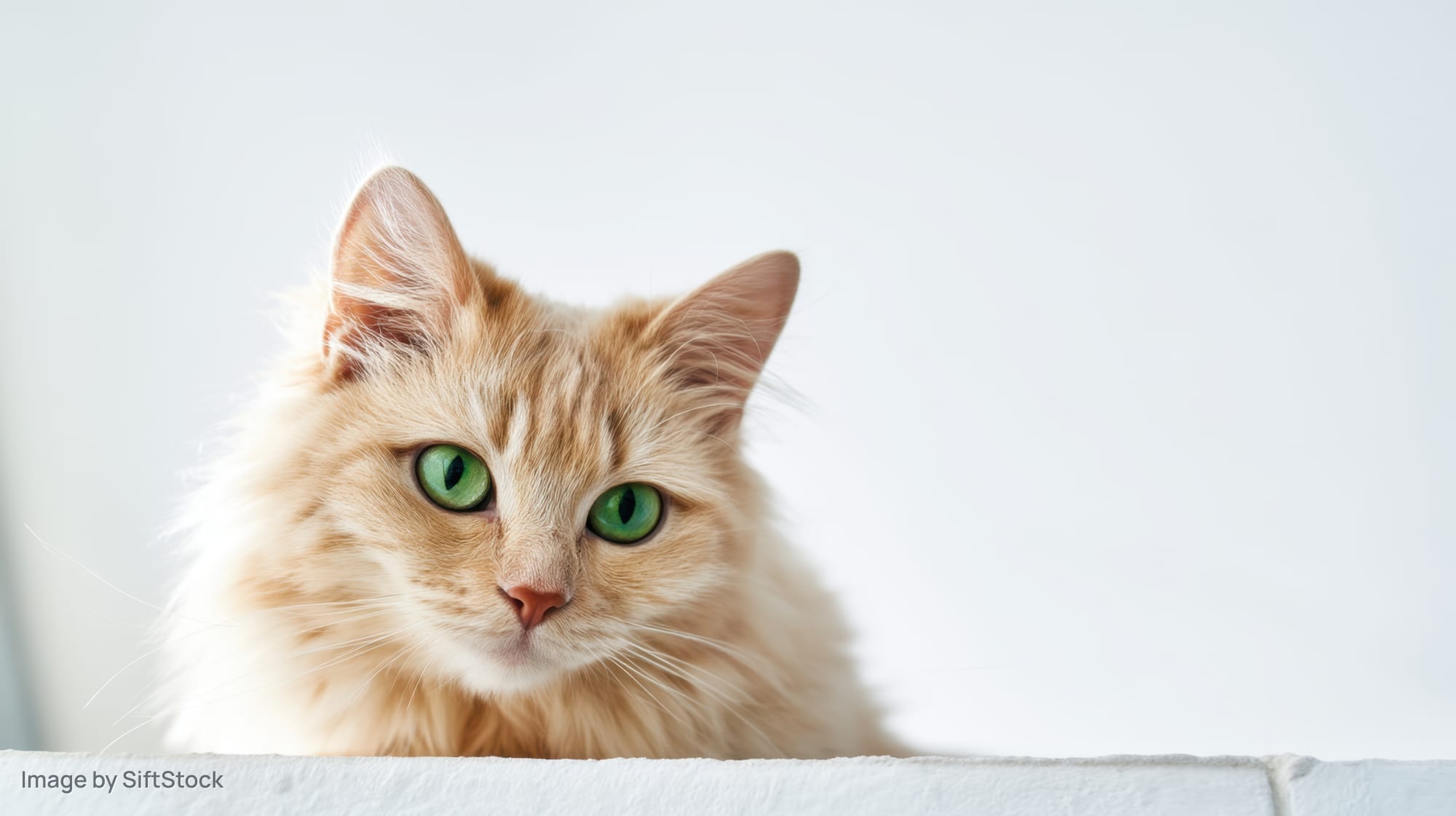 Cream cat with green eyes peeking over white surface indoors