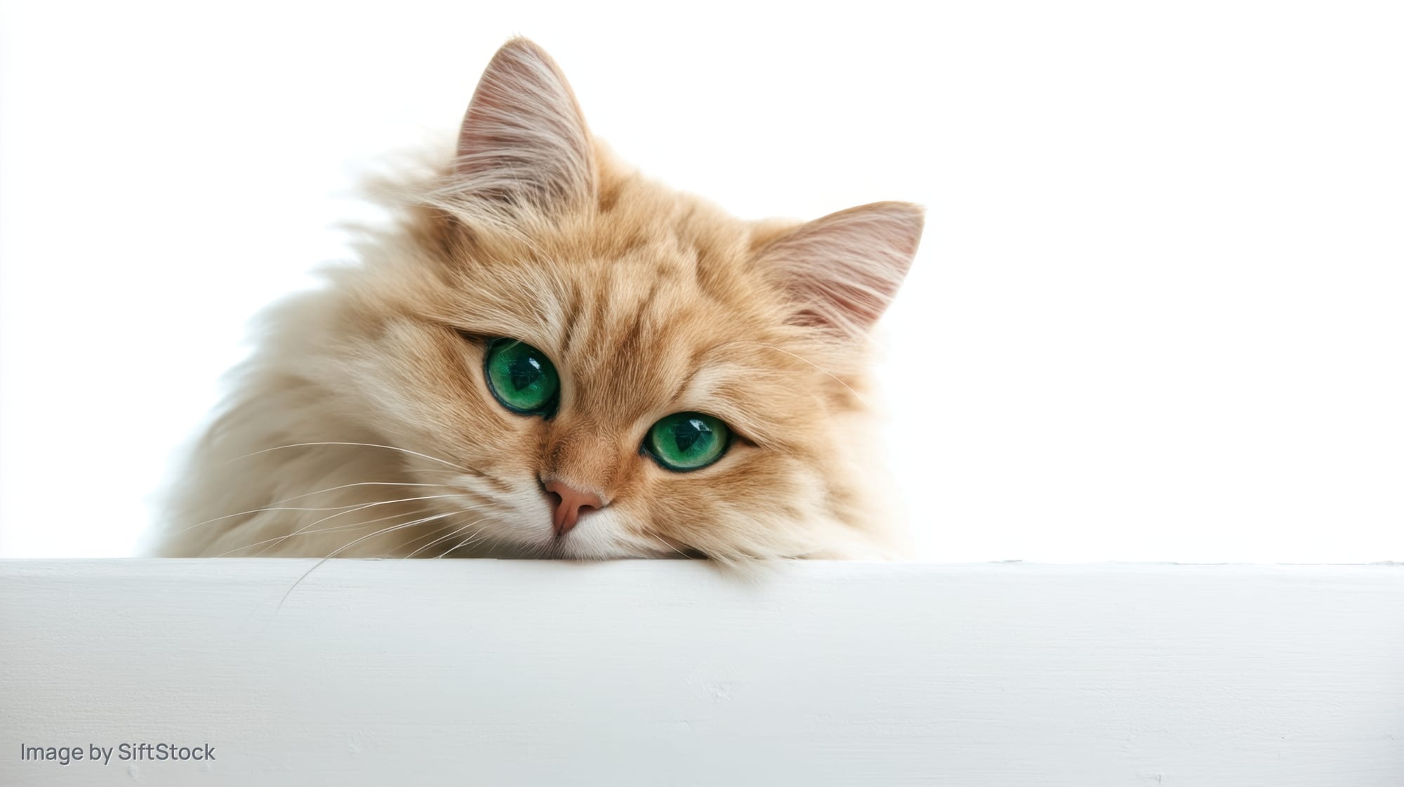 Cream cat peeking over white surface with green eyes, isolated on white background