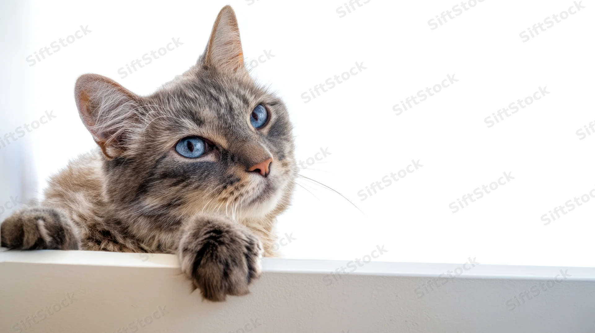 Gray tabby cat with blue eyes peeking over a white ledge indoors