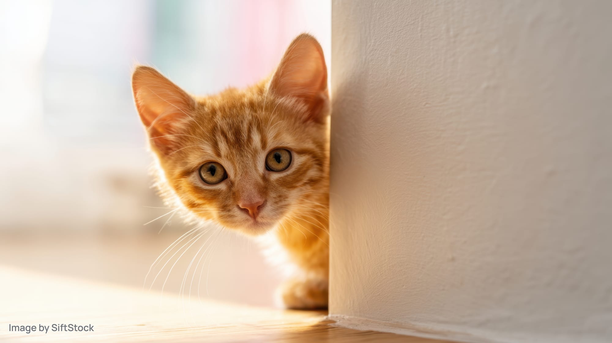 Orange tabby kitten peeking from behind a white wall corner in a sunlit indoor space
