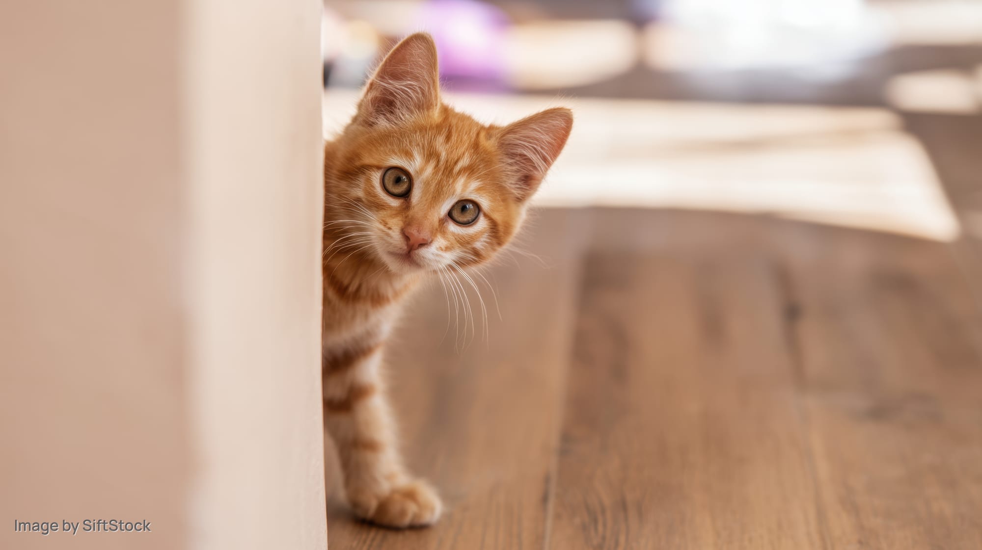 Orange tabby kitten peeking from behind furniture in a sunlit home interior