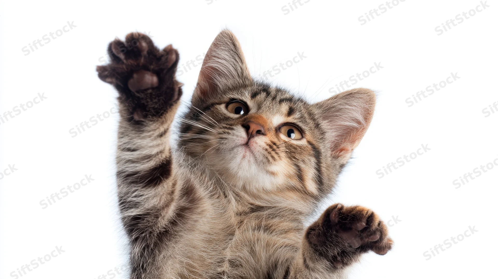 Tabby kitten reaching up with paws raised against white background
