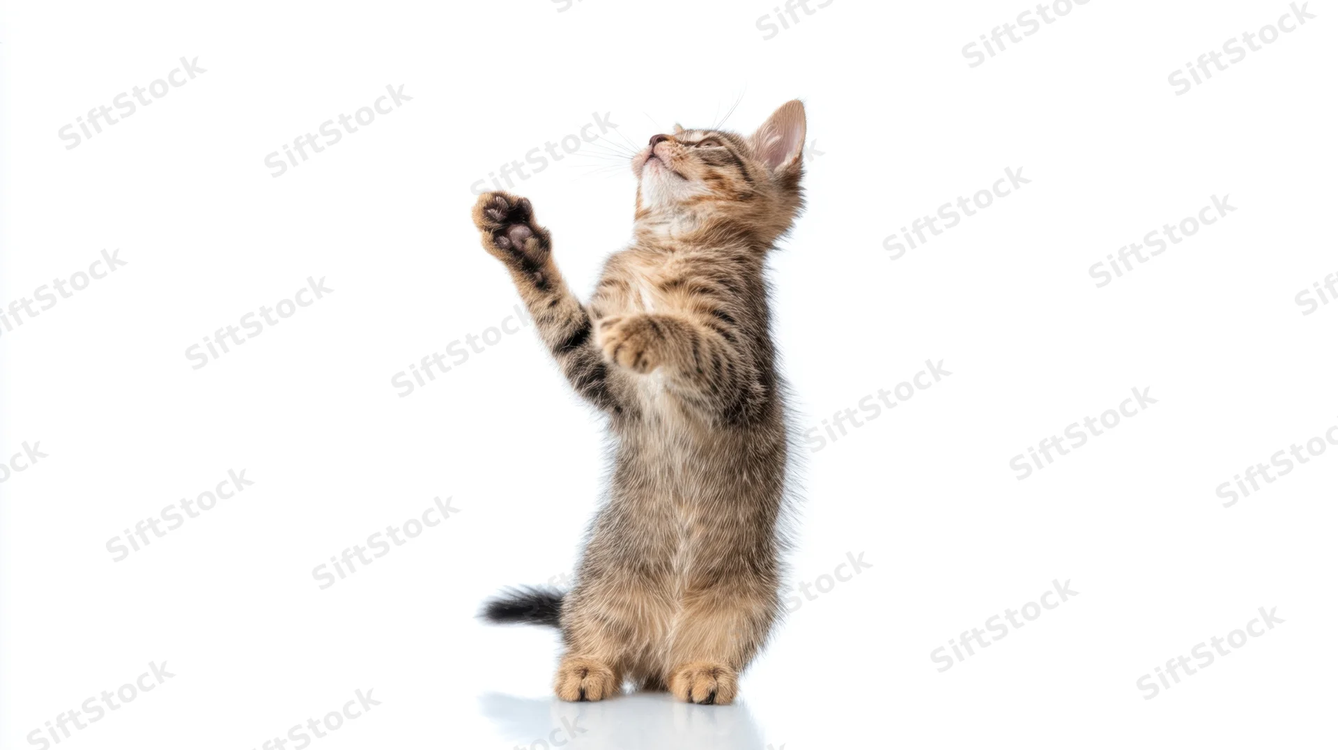 Tabby kitten standing on hind legs reaching upward on white background
