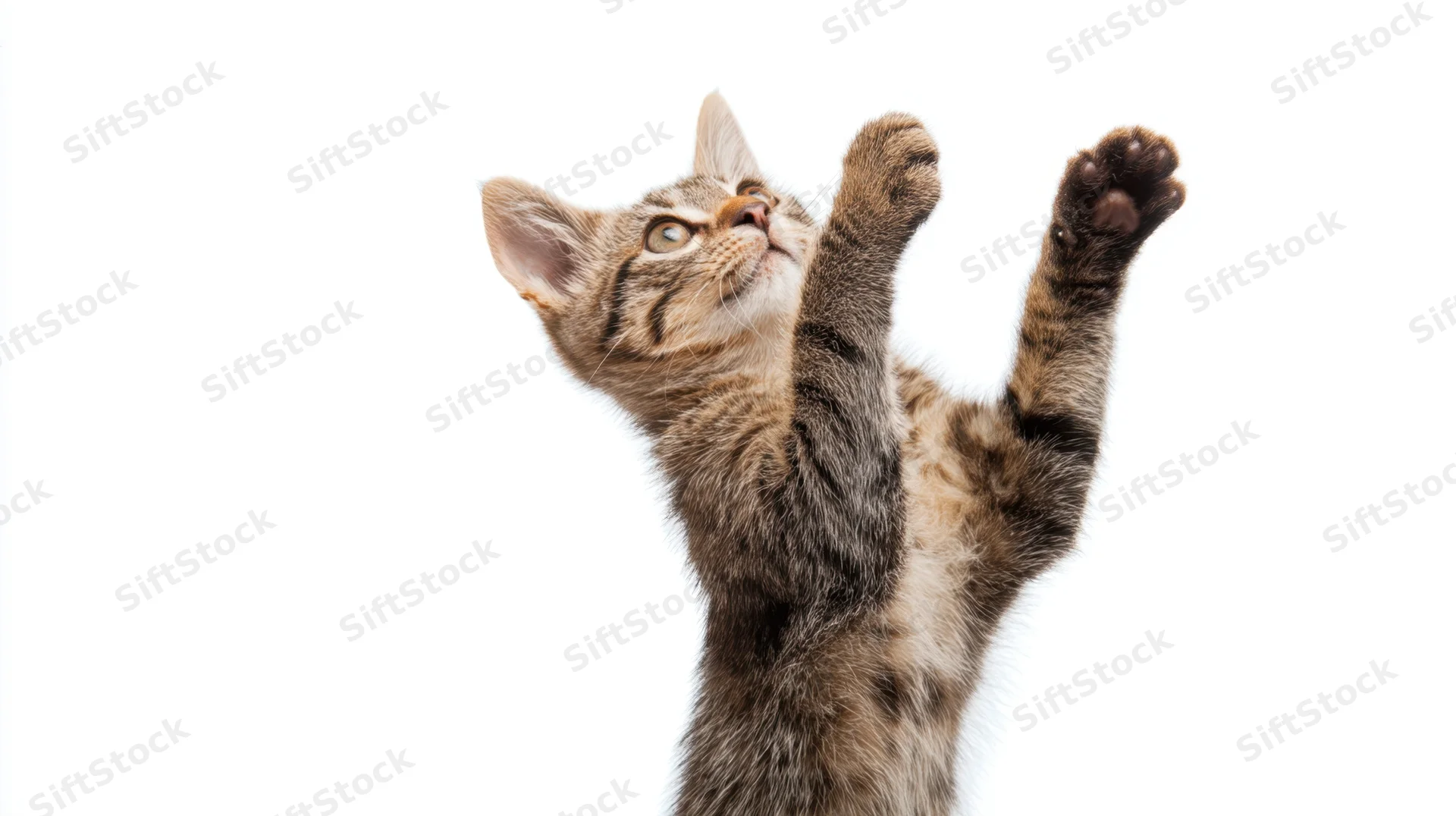 Tabby kitten reaching upward with front paws extended against white background