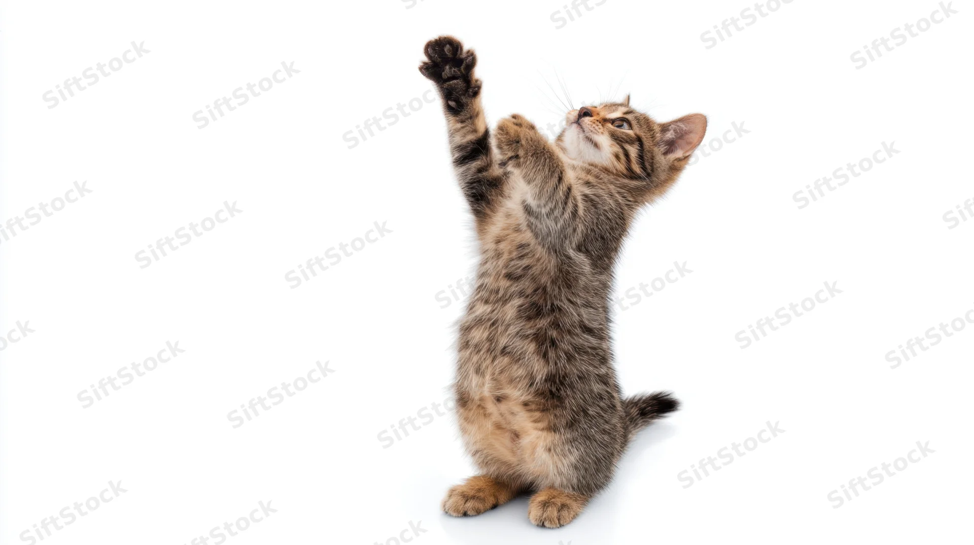 Tabby kitten standing on hind legs with front paws raised reaching upward against white background