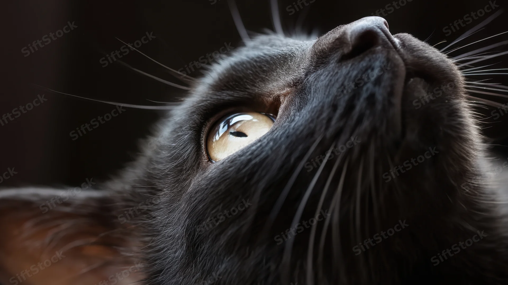 Close-up of a black cat looking up with wide eyes, fur and whiskers in focus against dark background