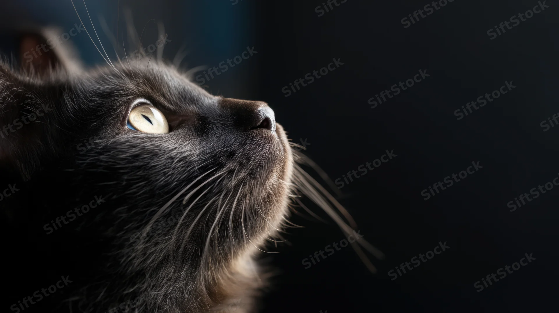 Closeup profile of a black cat looking upward with yellow eyes against a dark background