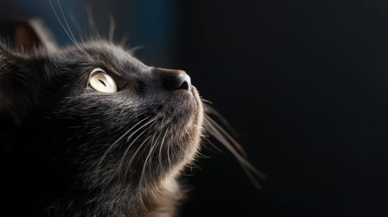 Closeup profile of a black cat looking upward with yellow eyes against a dark background