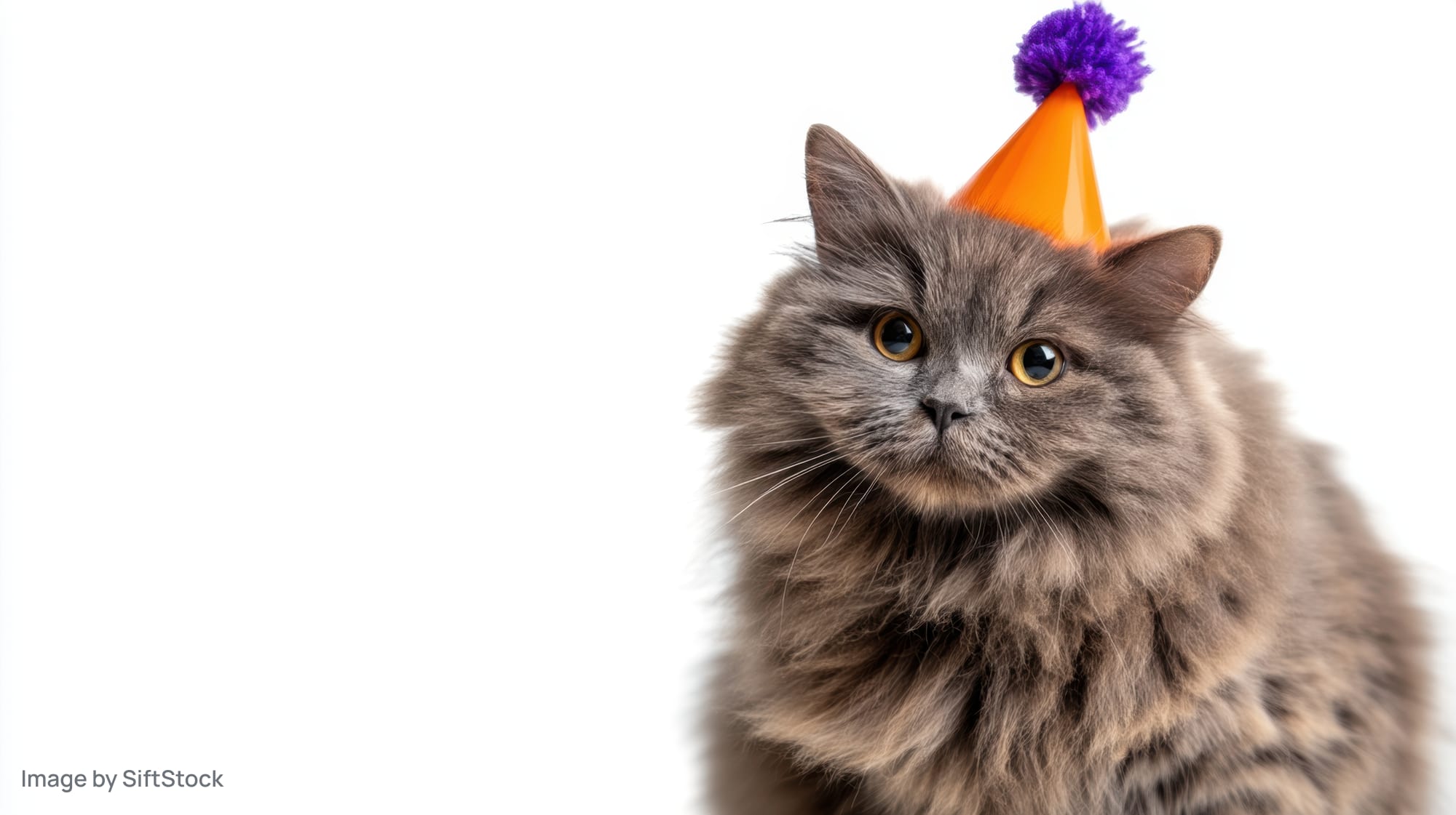 Fluffy gray cat wearing orange party hat with purple pompon, sitting against white background
