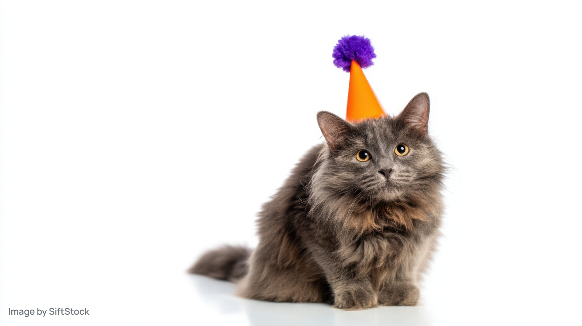 Fluffy gray cat sitting with orange party hat and purple pompon on white background