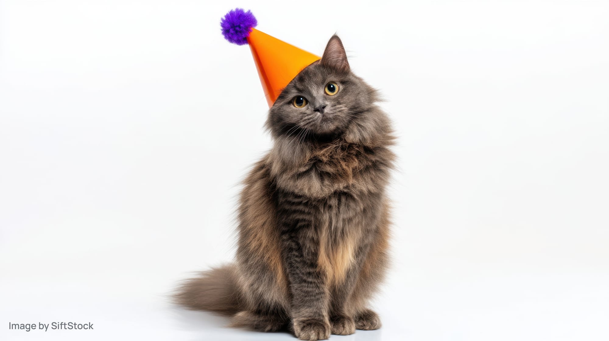 Fluffy gray cat sitting with orange party hat and purple pompon on white background